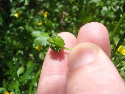 Ranunculus trilobus, photographed by Stephen Thorpe