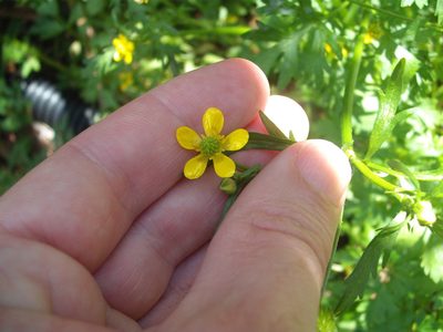 Ranunculus trilobus, photographed by Stephen Thorpe