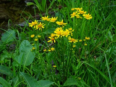 Jacobaea aquatica, photographed by Christian Berg