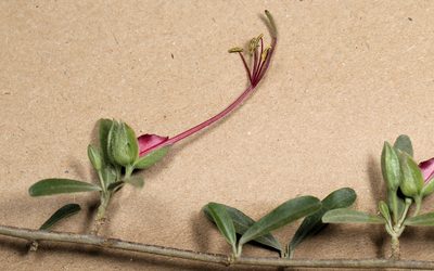 Cadaba termitaria, photographed by Wynand Uys