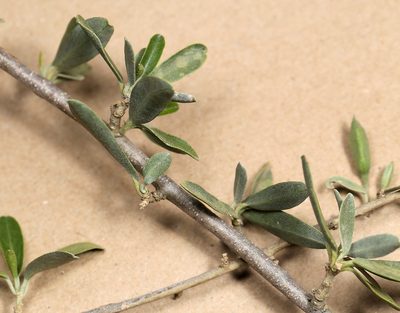 Cadaba termitaria, photographed by Wynand Uys