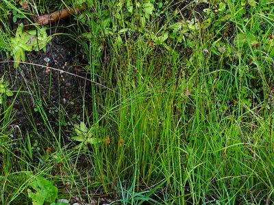 Juncus alpinoarticulatus, photographed by Christian Berg