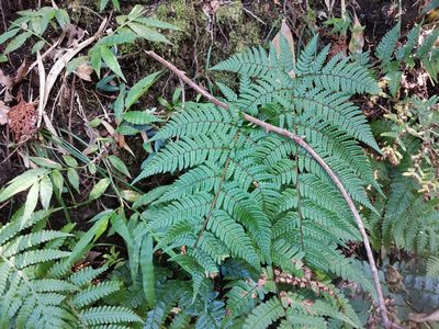 Dryopteris bissetiana, photographed by harum.koh