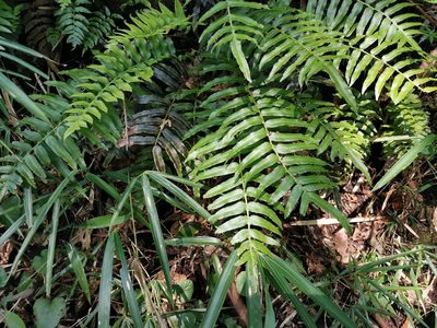 Plagiogyria japonica, photographed by harum.koh