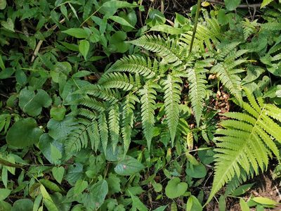 Dryopteris bissetiana, photographed by harum.koh