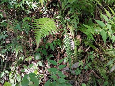 Phegopteris decursive-pinnata, photographed by harum.koh
