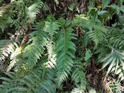 Leptogramma mollissima, photographed by harum.koh