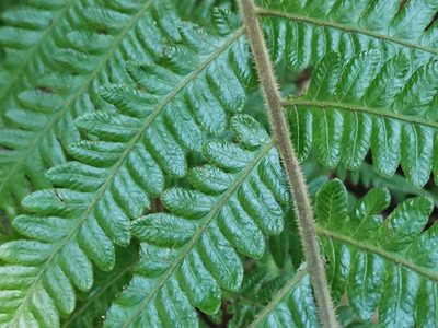 Leptogramma mollissima, photographed by harum.koh