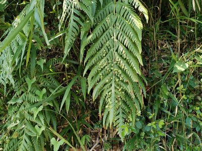 Woodwardia orientalis, photographed by harum.koh