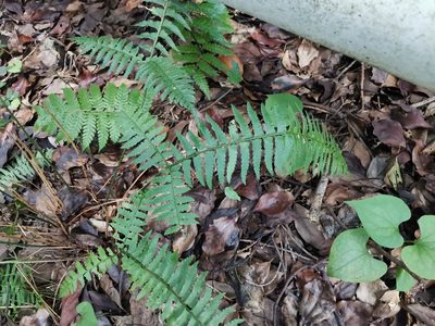 Polystichum tripteron, photographed by harum.koh