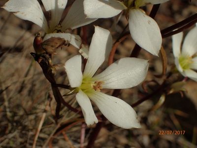 Gentianella stellata, photographed by Duncan Cunningham
