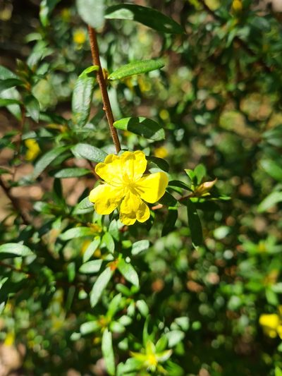 Hibbertia bracteata, photographed by Andrew Harvey