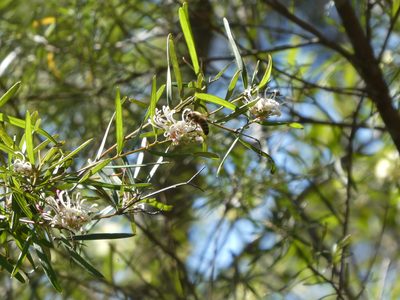 Grevillea linearifolia, photographed by Andrew Harvey