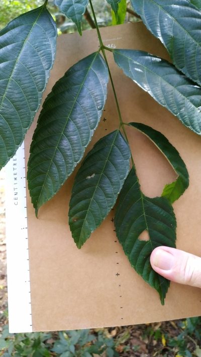 Leea nova-guineensis, photographed by Steve Fitzgerald