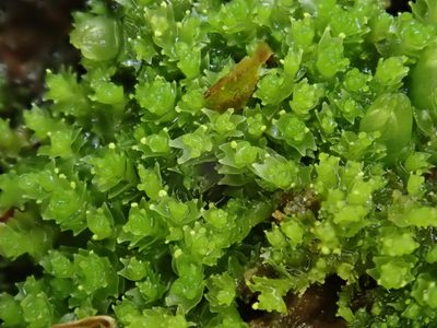 Lophozia ventricosa, photographed by Christian Berg