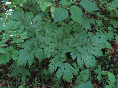 Actaea podocarpa, photographed by Evan M. Raskin