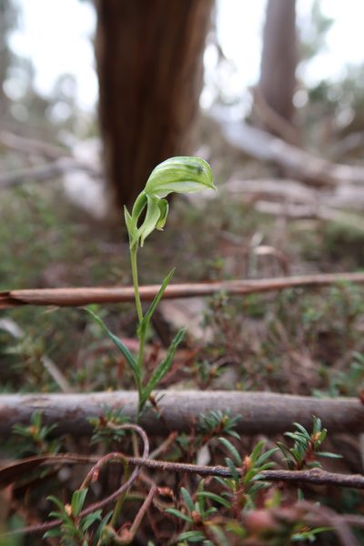 Pterostylis stenochila, photographed by Cowirrie