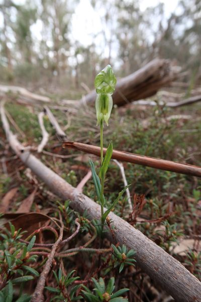 Pterostylis stenochila, photographed by Cowirrie