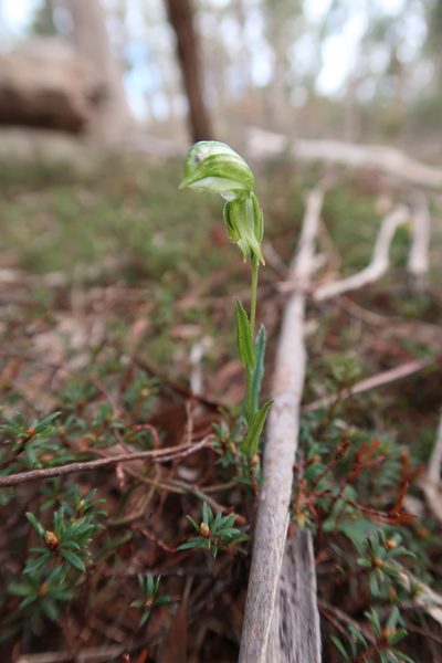 Pterostylis stenochila, photographed by Cowirrie