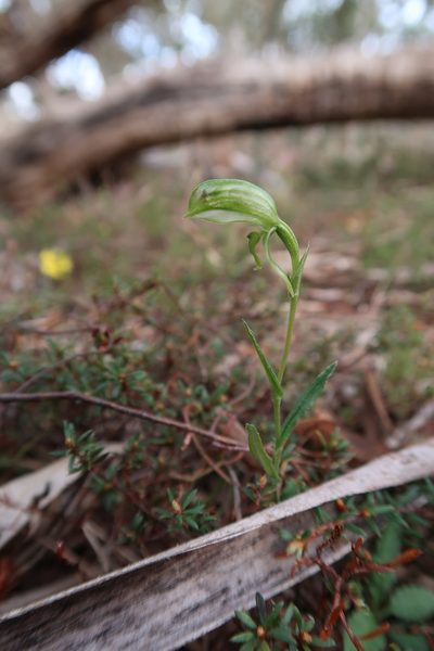 Pterostylis stenochila, photographed by Cowirrie