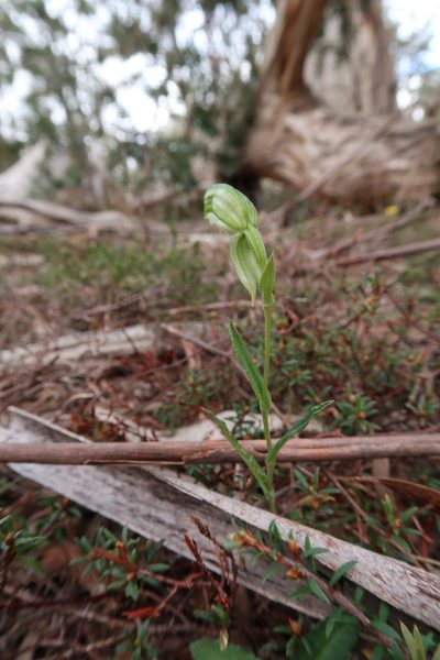 Pterostylis stenochila, photographed by Cowirrie