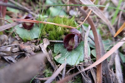 Corybas incurvus, photographed by Cowirrie