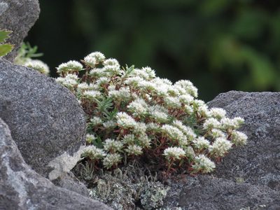 Paronychia argyrocoma, photographed by Evan M. Raskin