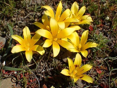Romulea tortuosa, photographed by Mahomed Desai