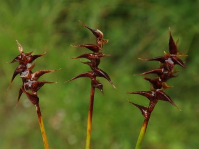 Carex davalliana, photographed by Christian Berg