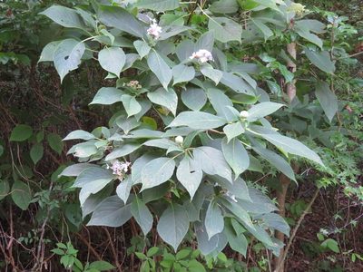 Hydrangea involucrata, photographed by Marco Mussita