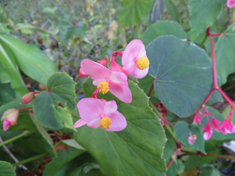 Begonia grandis, photographed by Marco Mussita
