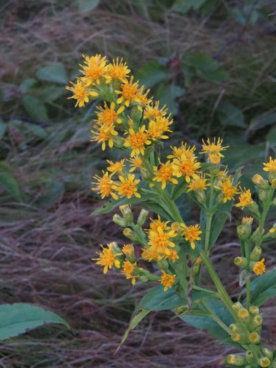 Solidago glomerata, photographed by Evan M. Raskin