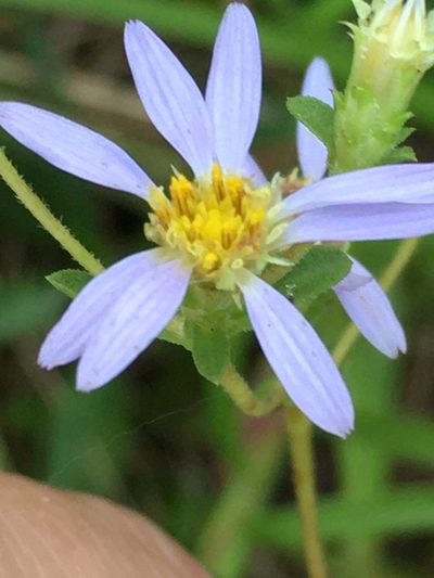 Eurybia compacta, photographed by Becky Dill