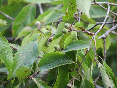 Quercus serrata, photographed by Marco Mussita