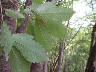 Quercus serrata, photographed by Marco Mussita