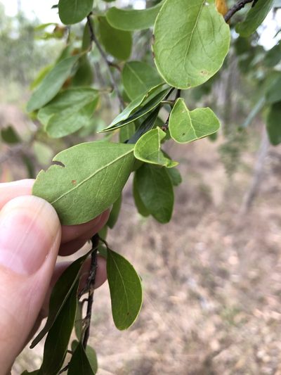 Petalostigma banksii, photographed by elawrey