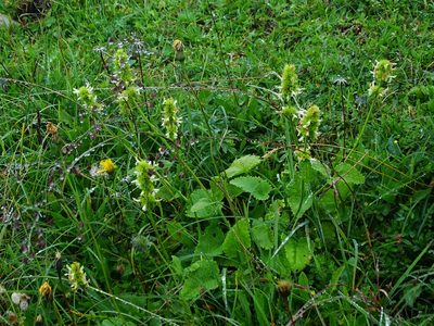 Betonica alopecuros, photographed by Christian Berg