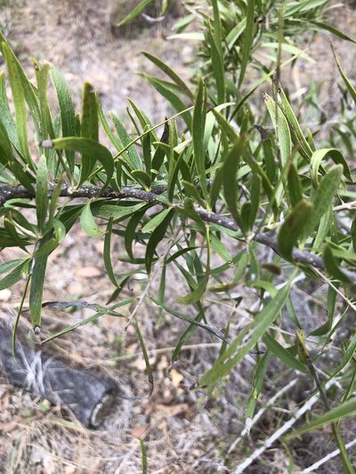 Dolichandrone alternifolia, photographed by elawrey