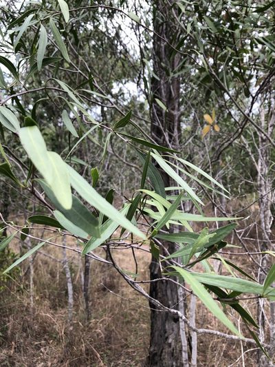 Psydrax salignus, photographed by elawrey