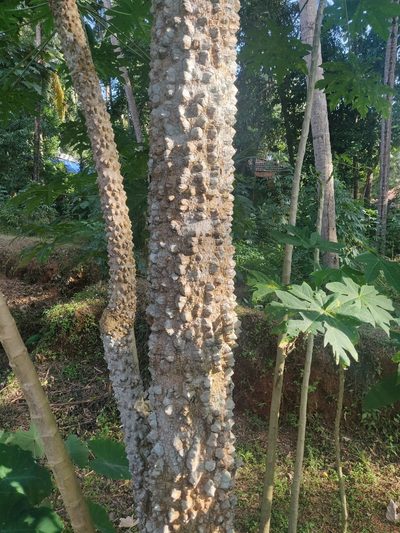 Zanthoxylum rhetsa, photographed by Hrishikesh Bhaskaran