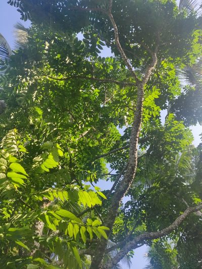 Zanthoxylum rhetsa, photographed by Hrishikesh Bhaskaran