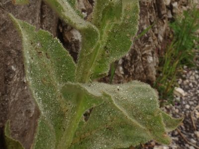 Verbascum densiflorum, photographed by Christian Berg