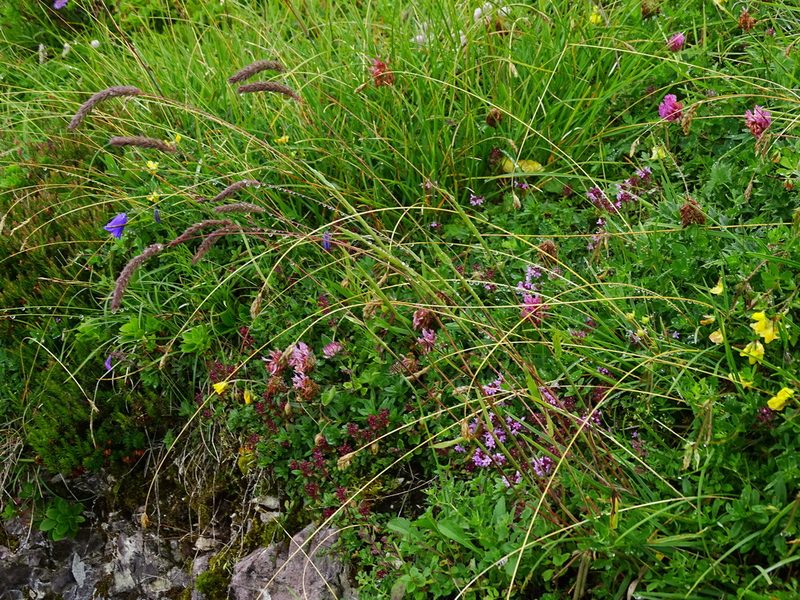 Phleum hirsutum, photographed by Christian Berg