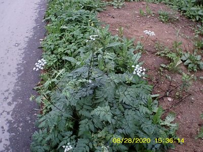 Chaerophyllum aureum, photographed by Михаил Орлов