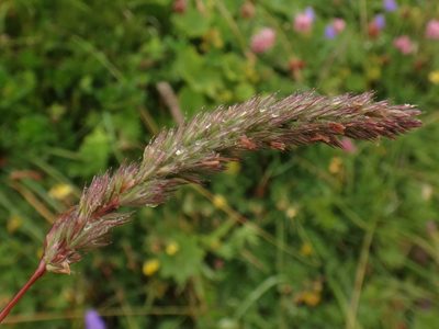 Phleum hirsutum, photographed by Christian Berg
