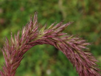 Phleum hirsutum, photographed by Christian Berg