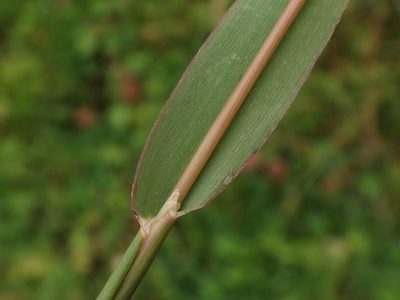Phleum hirsutum, photographed by Christian Berg