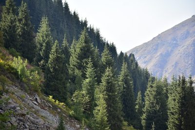 Picea schrenkiana, photographed by Kudaibergen Amirekul