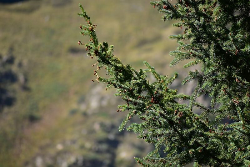 Picea schrenkiana, photographed by Kudaibergen Amirekul