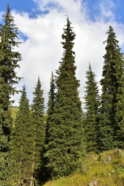 Picea schrenkiana, photographed by Kudaibergen Amirekul